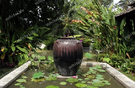 Ein Garten in einem Hotel auf der Insel Ko Tao im Golf von Thailand im Suedwesten von Thailand in Suedostasien. 