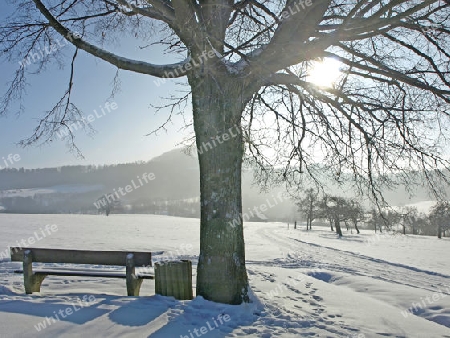 winterliche Szene mit Baum und Parkbank