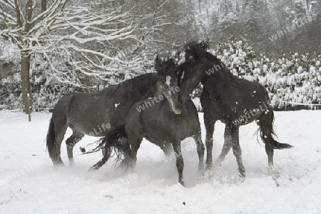 Pferde im Schnee