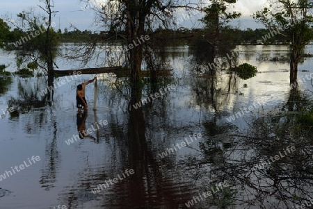 Ein Fischer in einer Lagune bei Khong Chiam in der Umgebung von Ubon Ratchathani im nordosten von Thailand in Suedostasien.