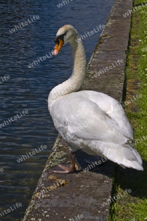 Schwan, H?ckerschwan, Entenvogel,