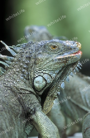 Gruene Drachen Echsen in einem Tierpark von Singapur in Suedostasien.