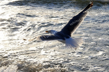 M?we fliegt ?ber das Meer