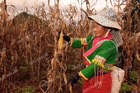 Traditionell gekleidete Frau von einem Stamm der Dara-Ang bei ernten von Maiskolben in einem Maisfeld beim Dof Chiang Dao noerdlich von Chiang Mai im Norden von Thailand.