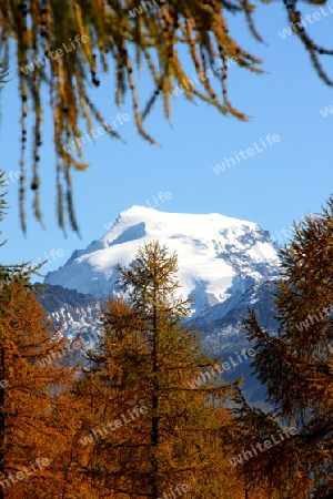 Ortlerblick