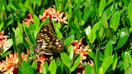 Schmetterling