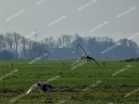 Fliegende Enten