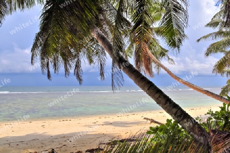 Beautiful palm trees at the beach on the tropical paradise islands Seychelles