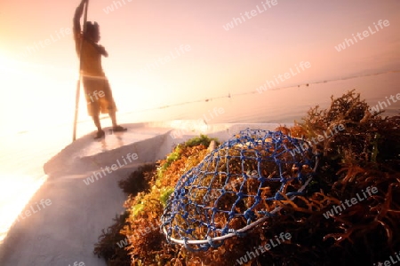 Asien, Indonesien, Bali, Nusa Lembongan, Seegras, Arbeit, Alltag,
Sonnenuntergang in der Seegras Plantage an der Kueste der Insel Nusa Lembongan bei Bali im osten von Indonesien.       (Urs Flueeler) 