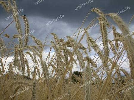 Detail eines Kornfeldes mit Regenwolken