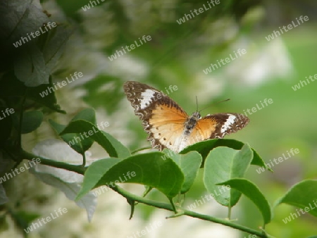 Butterfly oder Schmetterling