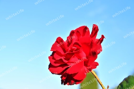 Top view of yellow and orange rose flower in a roses garden with a soft focus background.