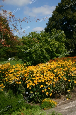 Mehr Blüten als Bienen