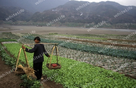 agroculture in the village of fengjie at the yangzee river in the three gorges valley up of the three gorges dam project in the province of hubei in china.