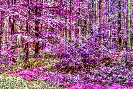 Beautiful pink and purple infrared panorama of a countryside landscape with a blue sky.