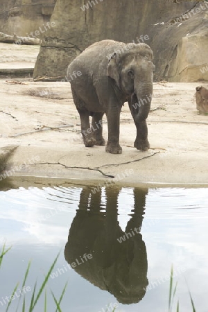 Elefant mit Spiegelbild