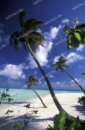 
Der Traumstrand mit Palmen und weissem Sand an der Insel Velavaru im Southmale Atoll auf den Inseln der Malediven im Indischen Ozean.   