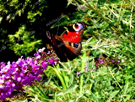 Schmetterling in der Mittagssonne