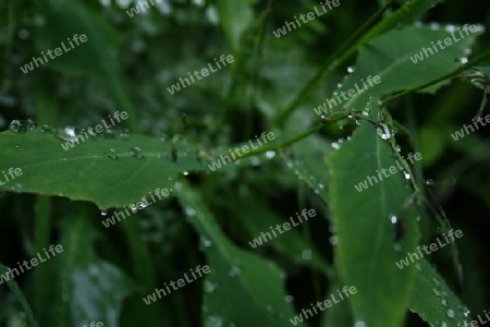 Nach dem Regen