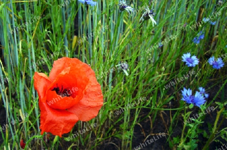 Mohn