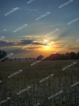 Sonnenuntergang am Waldrand - HDR