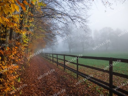 Herbst Nebel 2