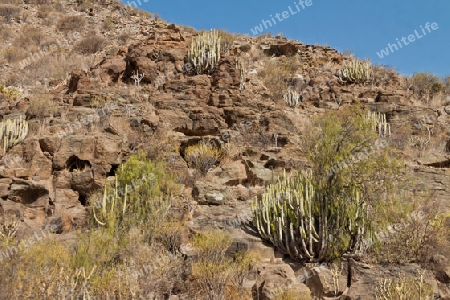 Kanaren Wolfsmilch - endemische Pflanze auf Gran Canaria