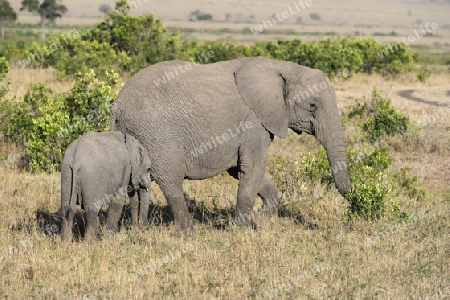 Elefant (Loxodonta africana)Mutter  mit Jungtier, am fruehen Morgen,  Masai Mara, Kenia, Afrika