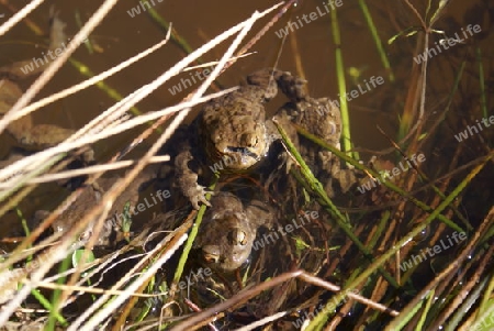 Froschparty