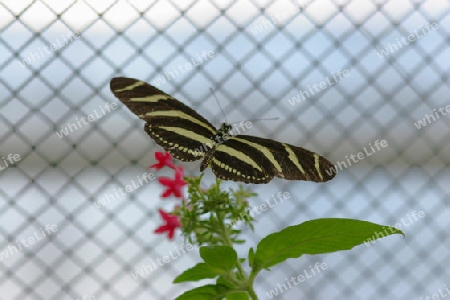 schmetterling auf der blume