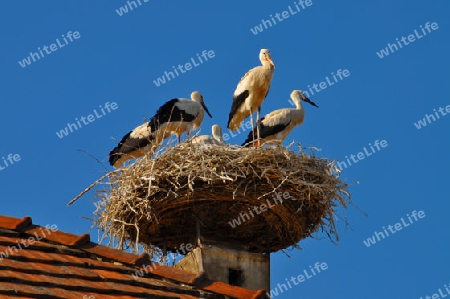 Storchennest