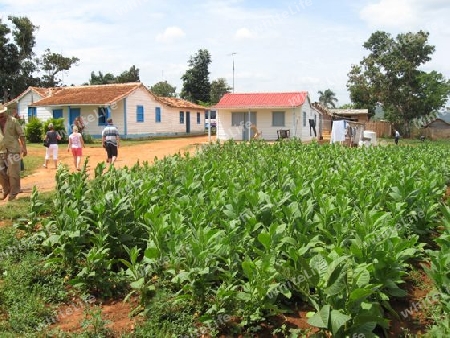 Kuba, Tabakplantage in Vinales bei Pinar del Rio 