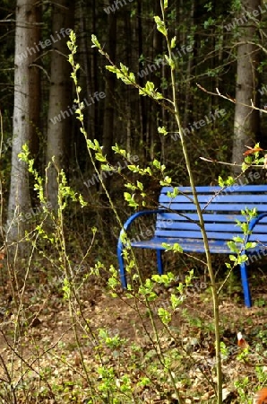 Blaue Bank im Wald