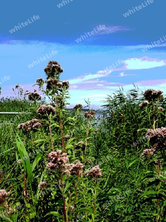 Wildblumen am See