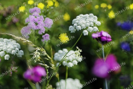 Blumenwiese