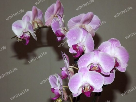 Orchideen, Pflanzen, Pflanze