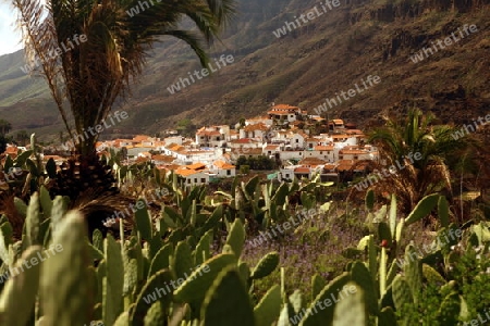 the  mountain Village of  Fataga in the centre of the Canary Island of Spain in the Atlantic ocean.