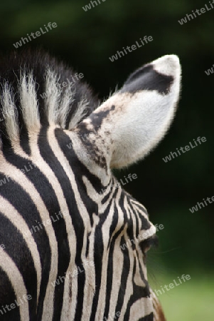 Detailaufnahme Zebra