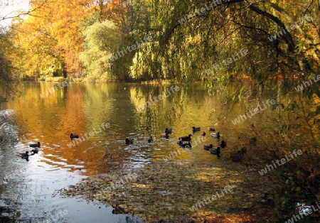 Enten auf dem See