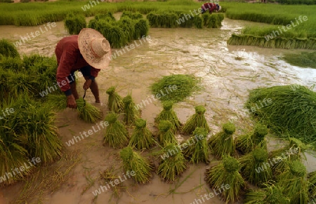 Reisfelder und Landwirtschaft in der Provinz Amnat Charoen nordwestlich von Ubon Ratchathani im nordosten von Thailand in Suedostasien.