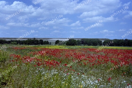 Das Mohnfeld imFrühling