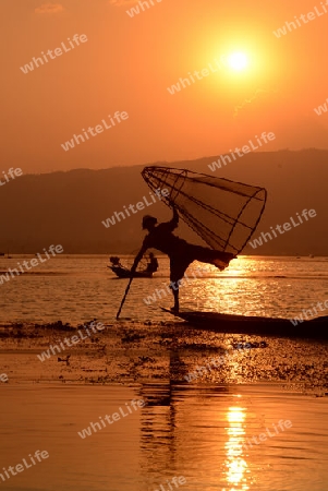 Fishermen at sunset in the Landscape on the Inle Lake in the Shan State in the east of Myanmar in Southeastasia.