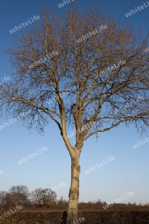 Baum im Fr?hjahr