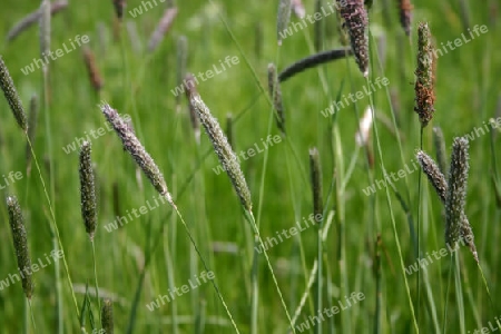 gras