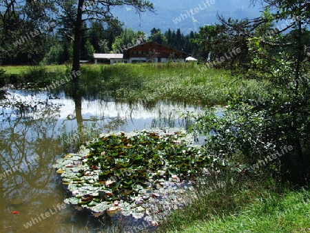 Teich am Kramerplateauweg