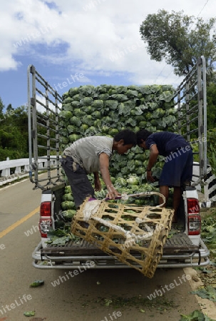 Bauern beladen die Kabisernte an der Bergstrasse vom Dorf Mae Hong Son nach Mae Aw im norden von Thailand in Suedostasien.