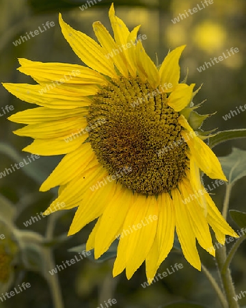 Sonnenblume