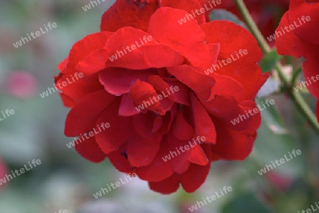 Scharlachrote Rose 1