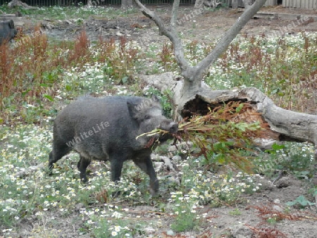 Dankbarkeit, Wildschwein