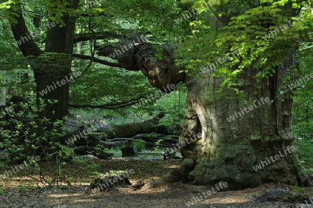 ca. 800 Jahre alte Buche, Fagus, Urwald Sababurg, Hessen, Deutschland